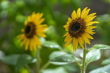 Fototapeta premium ヒマワリの花 夏のイメージ