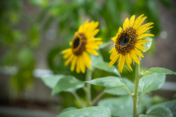 ヒマワリの花　夏のイメージ
