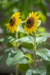 ヒマワリの花　夏のイメージ