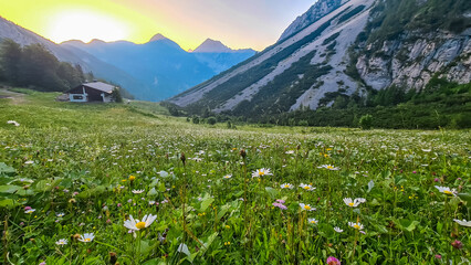 Hiking trail along alpine meadow of daisy flowers at sunrise in untamed Karawanks, border Austria...