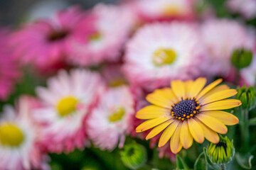 Obraz premium デイジーの花 春の季節のイメージ