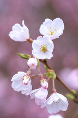 Fototapeta na wymiar 桜の花　春の季節のイメージ