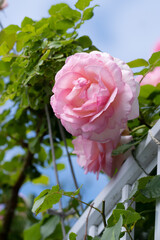 バラの花　マクロイメージ