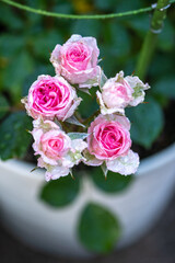 バラの花　マクロイメージ