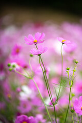 Fototapeta premium コスモスの花 秋のイメージ