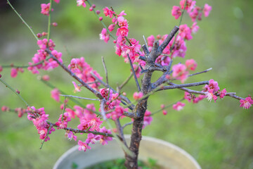 紅梅　初春イメージ