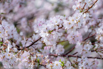 桜の花　春のイメージ