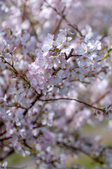 桜の花　春のイメージ