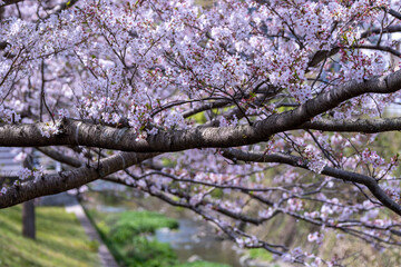 桜の花　春のイメージ