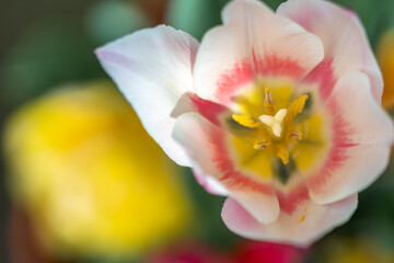 Fototapeta na wymiar チューリップの花　春のイメージ