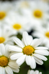 マーガレットの花　春のイメージ