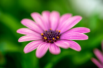 Obraz premium デイジーの花 春のイメージ