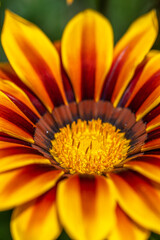 ガザニアの花　春のイメージ