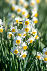 水仙の花　初春のイメージ