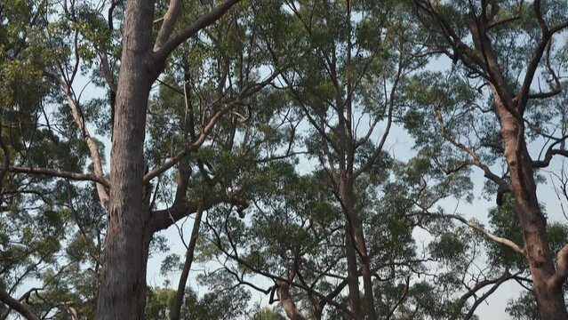 Tall tingle and Karri trees soar above a tree top walk, tilt down reveal.