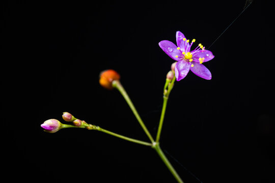 Tiny flower called talinum paniculatum 