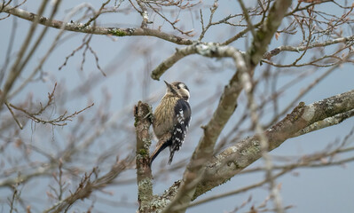 a grey-capped pygmy woodpecker on branches