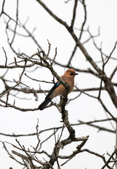 A Eurasian Jay on branches.