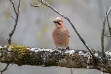 A Eurasian Jay on branches.
