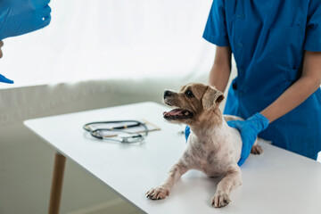 Young female veterinarian examines a Shih Tzu dog on the table in the veterinary clinic. Pet health...