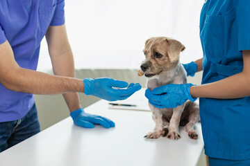 Young female veterinarian examines a Shih Tzu dog on the table in the veterinary clinic. Pet health...