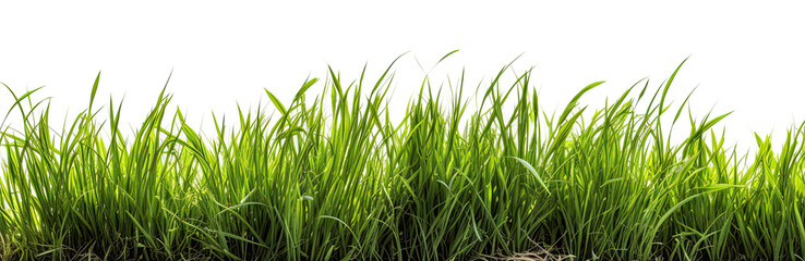 Grass in high definition isolated on a white background. - 703153627