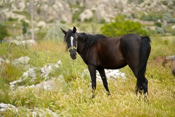 a black and white horse in the grass next to a rock