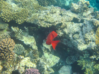 Fototapeta na wymiar Priacanthus hamrur or Bulleye hamrur in the coral reef of the Red Sea