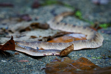Hump-nosed pit viper (Hypnale zara), in lowlands, venomous brown snake endemic to Sri Lanka,...