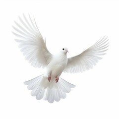 Fototapeta premium White dove flying isolated on white background. Freedom, peace, love concept