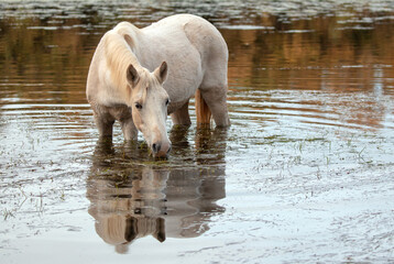All white mare grazing on eel grass in the Salt River near Mesa Arizona United States
