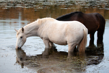 White mare and black sorrel stallion wild horses grazing on eel grass in the Salt River near Mesa...