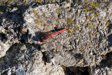 Detail of red dragonfly standing on a rock.