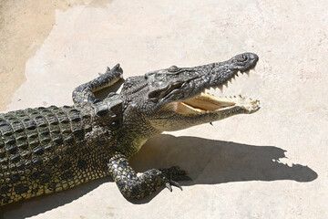 a crocodile resting at crocodile farm in Thailand