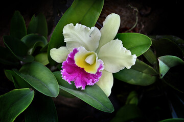 Beautiful yellow orchid with green leaves blooming in the garden