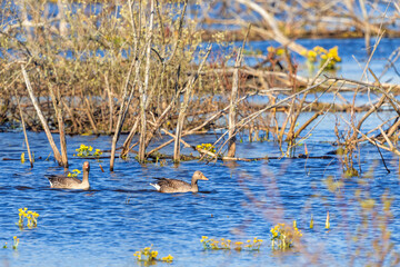 Greylag geese swimming in a wetland at spring