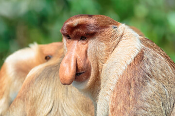 The proboscis monkey (Nasalis larvatus) or long-nosed monkey is a reddish-brown arboreal Old World...