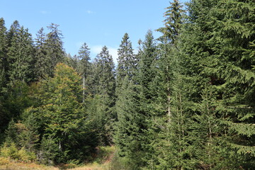 Fototapeta na wymiar Steiler Wanderweg auf den Gipfel des großen Arbers im Bayerischen Wald 