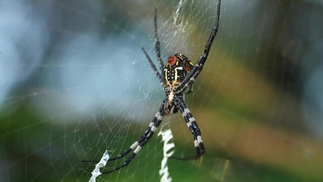 spider on net