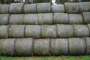 Rolls of straw stacked high in a field, stored unprotected in the rain, soaked and soon no longer usable. Rural scene with rolls of straw near the village of Osterwald, Lower Saxony, Germany.