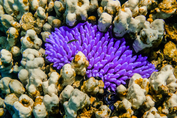lilac pointed corals on white corals during snorkeling in the red sea egypt