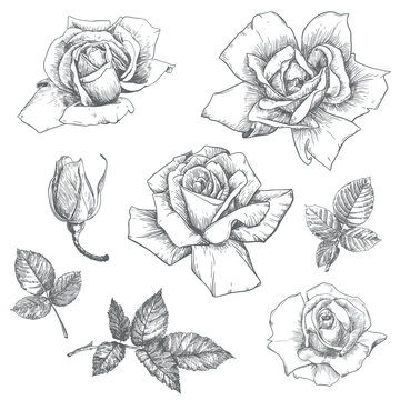 Vintage roses set, floral engraving. Victorian style plants, ink drawing. Sketch of a black and white old school style tattoo. Botanical vector illustration.