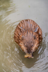 Wild animal Muskrat, Ondatra zibethicuseats, eats on the river bank