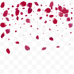 Beautiful Rose Beauty Vector Transparent