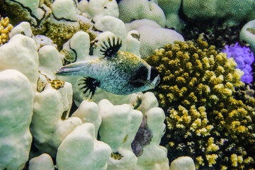 little masked puffer fish hovering over corals in egypt
