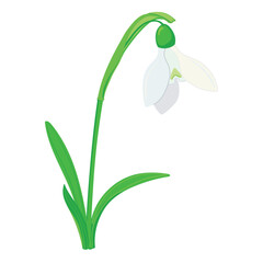 Spring flowers on a white background. The first snowdrops close-up. Flat vector galanthus illustration for greeting cards and Mother's Day invitations.