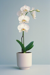 Naklejka na ściany i meble A white orchid in a simple pot, creating a Zen-like atmosphere with its minimalistic beauty.