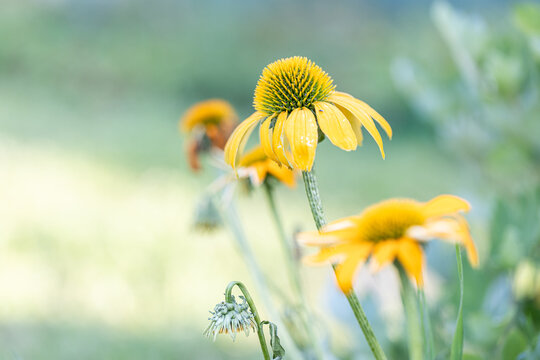Echinacea Cheyenne spirit flowering in the park on green background. Yellow coneflowers. Echinacea hybrid. Macro. Selective focus. Side view.