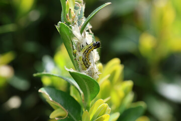 Fototapeta premium Cydalima perspectalis, the box tree moth is an invasive caterpillar of moth species pest that destroys and eats green boxwood (buxus sempervivens) leaves doing a lot of damage, box eating caterpillar.
