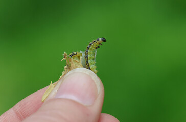 Cydalima perspectalis, the box tree moth is an invasive caterpillar of moth species pest that...